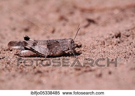 Blue-winged grasshopper (Oedipoda caerulescens) Rgeinland-Pfalz, Germany, Europe View Large Photo Image Stock Photography - Blue-winged grasshopper (Oedipoda caerulescens) Rgeinland-Pfalz, Germany, Europe. Fotosearch