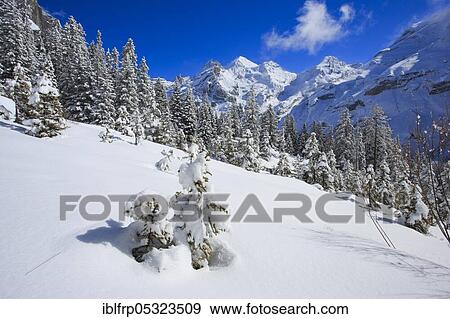 Blüemlisalp Rothorn, Blüemlisalphorn, Oeschinenhorn, Bernese Alps, Switzerland, Europe View Large Photo Image Stock Photo - Blüemlisalp Rothorn, Blüemlisalphorn, Oeschinenhorn, Bernese Alps, Switzerland, Europe. Fotosearch