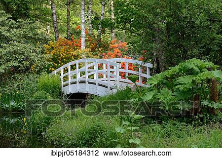 Stock Image - Blühender, bridge (spec (Rhododendron). ), Seleger Moor, Rifferswil, Canton of Zurich, Switzerland, Europe. Fotosearch