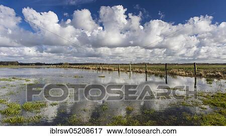 Boller Moor, wetland meadow, nature reserve, Oldenburger Münsterland, Lower Saxony, Germany, Europe View Large Photo Image Stock Photo - Boller Moor, wetland meadow, nature reserve, Oldenburger Münsterland, Lower Saxony, Germany, Europe. Fotosearch