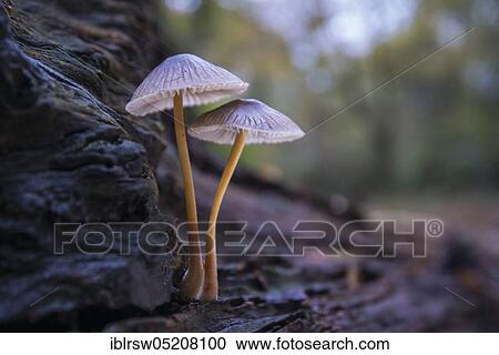 Bonnets (Mycena) Lower Saxony, Germany, Europe View Large Photo Image Stock Image - Bonnets (Mycena) Lower Saxony, Germany, Europe. Fotosearch