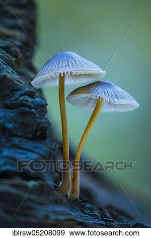 Bonnets (Mycena) Lower Saxony, Germany, Europe View Large Photo Image Stock Photo - Bonnets (Mycena) Lower Saxony, Germany, Europe. Fotosearch