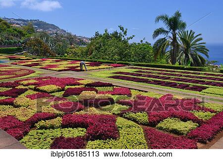 Botanical Garden, Jardim Botanico da Madeira, Funchal, Madeira, Portugal, Europe View Large Photo Image Stock Image - Botanical Garden, Jardim Botanico da Madeira, Funchal, Madeira, Portugal, Europe. Fotosearch