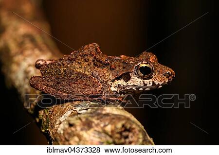 Boulenger's Madagascar Frog (Gephyromantis boulengeri), Nosy Mangabe, eastern Madagascar, Madagascar, Africa View Large Photo Image Stock Photo - Boulenger's Madagascar Frog (Gephyromantis boulengeri), Nosy Mangabe, eastern Madagascar, Madagascar, Africa. Fotosearch