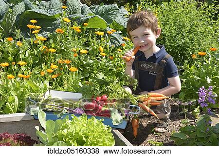 Boy eats carrot (Daucus carota ssp. sativus) View Large Photo Image Stock Photo - Boy eats carrot (Daucus carota ssp. sativus). Fotosearch