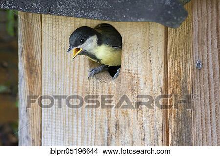 Boy Great tit (Parus major) Lower Saxony, Germany, Europe View Large Photo Image Picture - Boy Great tit (Parus major) Lower Saxony, Germany, Europe. Fotosearch