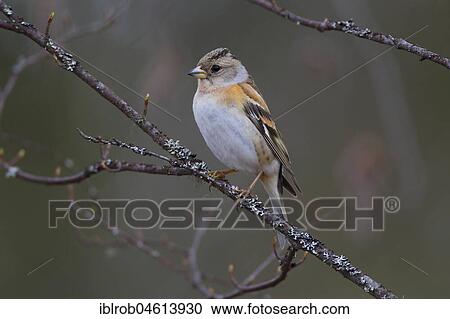 Brambling (Fringilla montifringilla) female on birch branch, North Ostrobothnia, Finland, Europe View Large Photo Image Stock Image - Brambling (Fringilla montifringilla) female on birch branch, North Ostrobothnia, Finland, Europe. Fotosearch