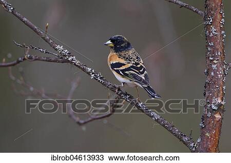 Stock Image - Brambling (Fringilla montifringilla) male on birch branch, North Ostrobothnia, Finland, Europe. Fotosearch
