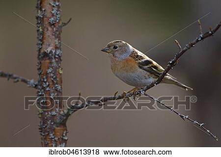 Brambling (Fringilla montifringilla) female on birch branch, North Ostrobothnia, Finland, Europe View Large Photo Image Stock Photo - Brambling (Fringilla montifringilla) female on birch branch, North Ostrobothnia, Finland, Europe. Fotosearch