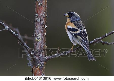 Brambling (Fringilla montifringilla) male on birch branch, North Ostrobothnia, Finland, Europe View Large Photo Image Stock Photograph - Brambling (Fringilla montifringilla) male on birch branch, North Ostrobothnia, Finland, Europe. Fotosearch