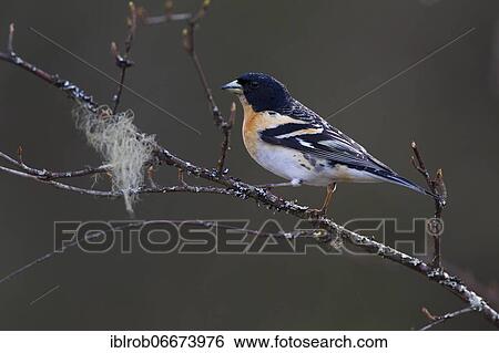 Brambling (Fringilla montifringilla) male on birch branch, North Ostrobothnia, Finland, Europe View Large Photo Image Stock Photograph - Brambling (Fringilla montifringilla) male on birch branch, North Ostrobothnia, Finland, Europe. Fotosearch