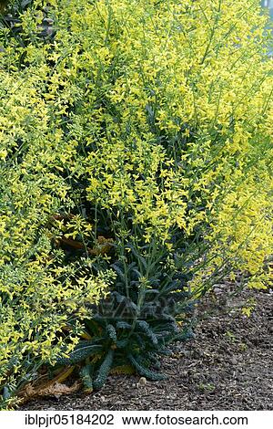 Brassica oleracea (Braßica oleracea var. palmifolia) Tuscany, variety Nero di Toscana, black cabbage, Italy, Europe View Large Photo Image Stock Image - Brassica oleracea (Braßica oleracea var. palmifolia) Tuscany, variety Nero di Toscana, black cabbage, Italy, Europe. Fotosearch