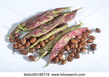 Broad beans, Phaseolus vulgaris nanus (Phaseolus vulgaris nanus) View Large Photo Image Stock Photo - Broad beans, Phaseolus vulgaris nanus (Phaseolus vulgaris nanus). Fotosearch