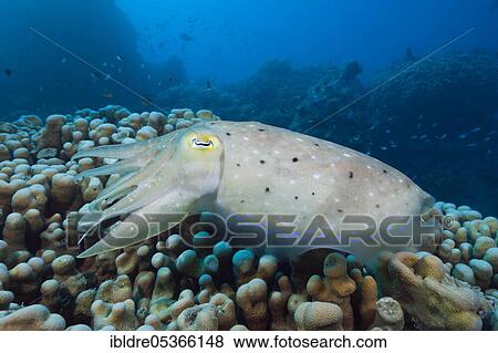 Broad lump squid (Sepia latimanus), Great Barrier Reef, Australia, Oceania View Large Photo Image Stock Photo - Broad lump squid (Sepia latimanus), Great Barrier Reef, Australia, Oceania. Fotosearch