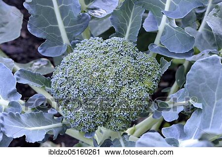 Broccoli (Braßica oleracea var. italica), Asparagus cabbage (Brassica oleracea) View Large Photo Image Stock Image - Broccoli (Braßica oleracea var. italica), Asparagus cabbage (Brassica oleracea). Fotosearch