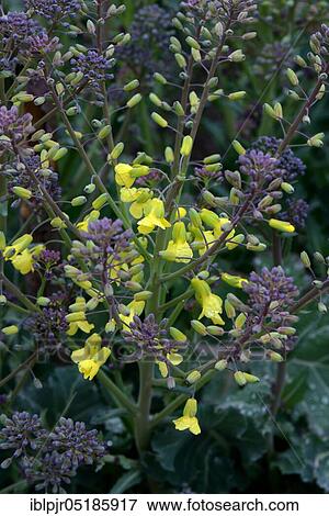 Broccoli ( Braßica oleracea var. italica) Variety Early purple shoot View Large Photo Image Stock Photo - Broccoli ( Braßica oleracea var. italica) Variety Early purple shoot. Fotosearch