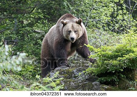 Stock Image - Brown bear (Ursus arctos), captive, Bavarian Forest National Park, Bavaria, Germany, Europe. Fotosearch