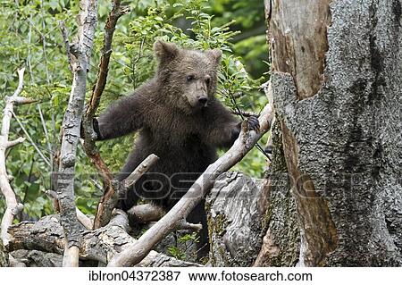 Brown bear (Ursus arctos) cub climbing tree, captive, Bavarian Forest National Park, Bavaria, Germany, Europe View Large Photo Image Stock Photo - Brown bear (Ursus arctos) cub climbing tree, captive, Bavarian Forest National Park, Bavaria, Germany, Europe. Fotosearch