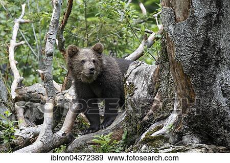 Brown bear (Ursus arctos) cub climbing tree, captive, Bavarian Forest National Park, Bavaria, Germany, Europe View Large Photo Image Stock Photo - Brown bear (Ursus arctos) cub climbing tree, captive, Bavarian Forest National Park, Bavaria, Germany, Europe. Fotosearch