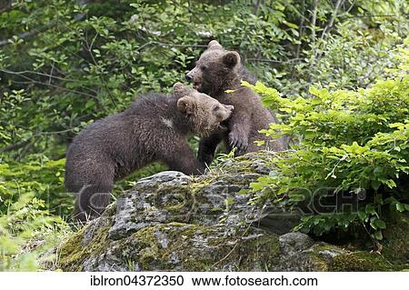 Brown bear (Ursus arctos) cubs playing, captive, Bavarian Forest National Park, Bavaria, Germany, Europe View Large Photo Image Stock Image - Brown bear (Ursus arctos) cubs playing, captive, Bavarian Forest National Park, Bavaria, Germany, Europe. Fotosearch