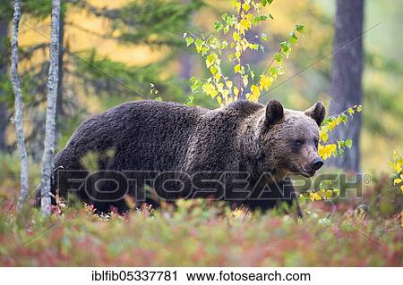 Stock Image - Brown bear (Ursus arctos), in boreal pine forest in autumn, Finland, Europe. Fotosearch
