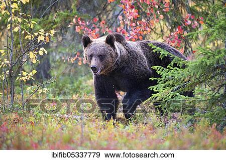 Brown bear (Ursus arctos), in boreal pine forest in autumn, Finland, Europe View Large Photo Image Stock Photo - Brown bear (Ursus arctos), in boreal pine forest in autumn, Finland, Europe. Fotosearch