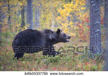 Brown bear (Ursus arctos), in boreal pine forest in autumn, Finland, Europe View Large Photo Image Stock Photography - Brown bear (Ursus arctos), in boreal pine forest in autumn, Finland, Europe. Fotosearch