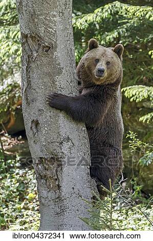 Stock Image - Brown bear (Ursus arctos) in tree, captive, Bavarian Forest National Park, Bavaria, Germany, Europe. Fotosearch