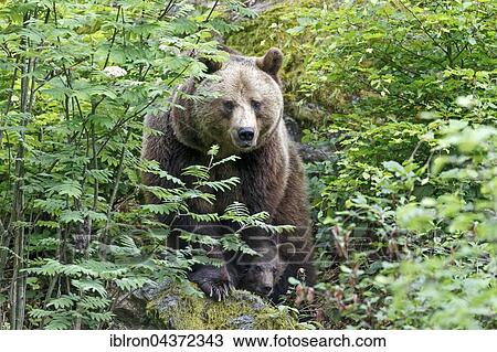 Brown bear (Ursus arctos), mother and cub, captive, Bavarian Forest National Park, Bavaria, Germany, Europe View Large Photo Image Stock Image - Brown bear (Ursus arctos), mother and cub, captive, Bavarian Forest National Park, Bavaria, Germany, Europe. Fotosearch