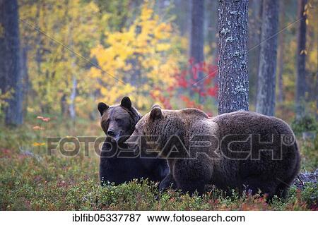 Brown bear (Ursus arctos), pair in boreal pine forest in autumn, Finland, Europe View Large Photo Image Stock Photo - Brown bear (Ursus arctos), pair in boreal pine forest in autumn, Finland, Europe. Fotosearch