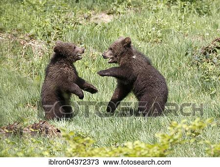 Brown bear (Ursus arctos), two cubs playing, captive, Bavarian Forest National Park, Bavaria, Germany, Europe View Large Photo Image Stock Image - Brown bear (Ursus arctos), two cubs playing, captive, Bavarian Forest National Park, Bavaria, Germany, Europe. Fotosearch