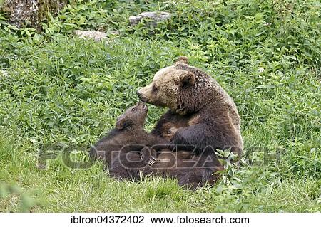 Stock Image - Brown bears (Ursus arctos), mother and cub, captive, Bavarian Forest National Park, Bavaria, Germany, Europe. Fotosearch
