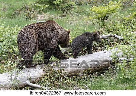 Brown bears (Ursus arctos), mother and cub on tree trunk, captive, Bavarian Forest National Park, Bavaria, Germany, Europe View Large Photo Image Stock Photo - Brown bears (Ursus arctos), mother and cub on tree trunk, captive, Bavarian Forest National Park, Bavaria, Germany, Europe. Fotosearch