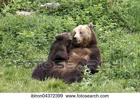 Brown bears (Ursus arctos), mother playing with cub, captive, Bavarian Forest National Park, Bavaria, Germany, Europe View Large Photo Image Stock Photo - Brown bears (Ursus arctos), mother playing with cub, captive, Bavarian Forest National Park, Bavaria, Germany, Europe. Fotosearch