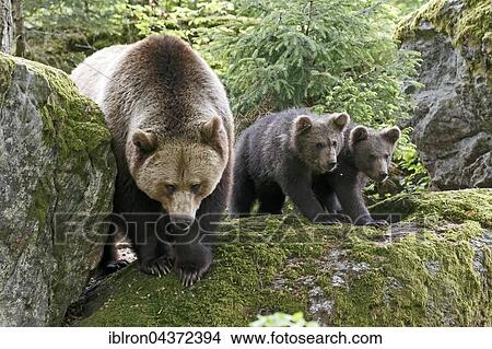 Brown bears (Ursus arctos), mother with cubs, captive, Bavarian Forest National Park, Bavaria, Germany, Europe View Large Photo Image Picture - Brown bears (Ursus arctos), mother with cubs, captive, Bavarian Forest National Park, Bavaria, Germany, Europe. Fotosearch