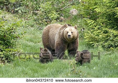 Brown bears (Ursus arctos), mother with cubs, captive, Bavarian Forest National Park, Bavaria, Germany, Europe View Large Photo Image Stock Image - Brown bears (Ursus arctos), mother with cubs, captive, Bavarian Forest National Park, Bavaria, Germany, Europe. Fotosearch