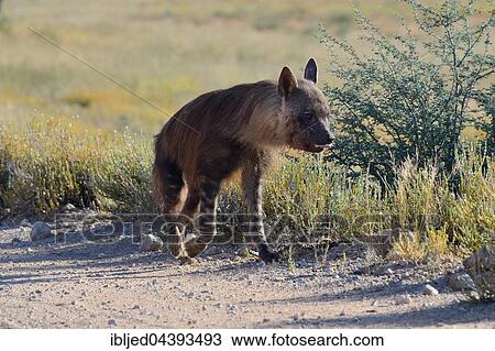Brown hyena (Hyaena brunnea), walking on a gravel road, Kgalagadi Transfrontier Park, Northern Cape, South Africa, Africa View Large Photo Image Stock Image - Brown hyena (Hyaena brunnea), walking on a gravel road, Kgalagadi Transfrontier Park, Northern Cape, South Africa, Africa. Fotosearch