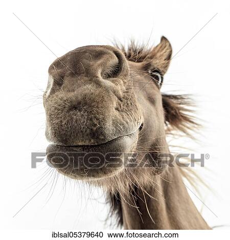Brown Icelandic Horse View Large Photo Image Stock Image - Brown Icelandic Horse. Fotosearch