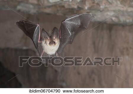 Stock Image - Brown long-eared bat (Plecotus auritus), in flight from the cave, Thuringia, Germany, Europe. Fotosearch