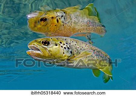Brown Trout (Salmo trutta fario), Baden-Württemberg, Germany, Europe View Large Photo Image Stock Image - Brown Trout (Salmo trutta fario), Baden-Württemberg, Germany, Europe. Fotosearch
