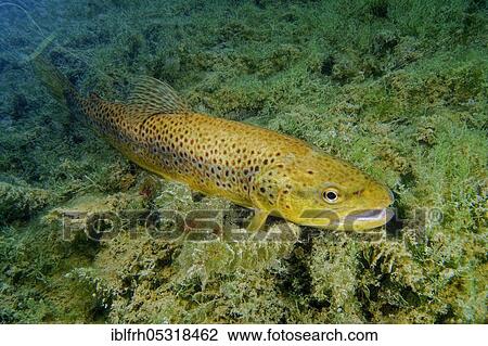 Brown Trout (Salmo trutta fario), Baden-Württemberg, Germany, Europe View Large Photo Image Stock Image - Brown Trout (Salmo trutta fario), Baden-Württemberg, Germany, Europe. Fotosearch