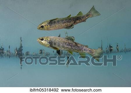 Brown Trout (Salmo trutta fario) View Large Photo Image Stock Image - Brown Trout (Salmo trutta fario). Fotosearch