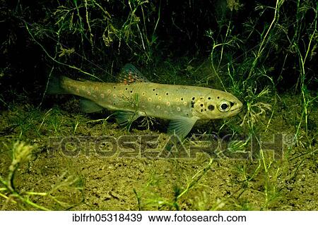Brown Trout (Salmo trutta fario), Baden-Württemberg, Germany, Europe View Large Photo Image Stock Photo - Brown Trout (Salmo trutta fario), Baden-Württemberg, Germany, Europe. Fotosearch