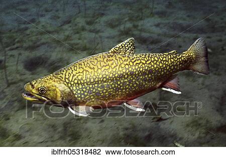 Stock Image - Brown trout (Salvelinus fontinalis). Fotosearch