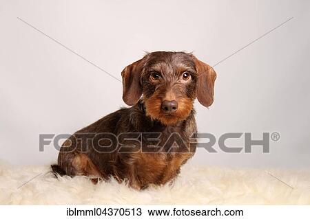 Stock Image - Brown Wirehaired Dachshund sitting on lambskin. Fotosearch