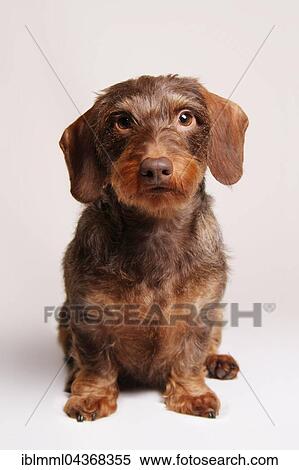 Stock Photography - Brown Wirehaired Dachshund sitting, frontal, white background. Fotosearch