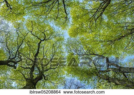 Picture - Buchen (Fagus sylvatica), Jasmund National Park, Rügen, Mecklenburg-Vorpommern, Germany, Europe. Fotosearch