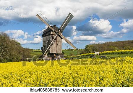 Buck windmill in a rape field, Fahner Höhe, Ballstädt, Gotha, Thuringia, Germany, Europe View Large Photo Image Stock Photography - Buck windmill in a rape field, Fahner Höhe, Ballstädt, Gotha, Thuringia, Germany, Europe. Fotosearch