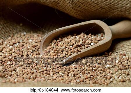 Buckwheat (Fagopyrum esculentum), wooden shovel View Large Photo Image Picture - Buckwheat (Fagopyrum esculentum), wooden shovel. Fotosearch