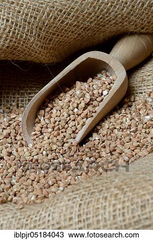 Stock Image - Buckwheat (Fagopyrum esculentum), wooden shovel. Fotosearch